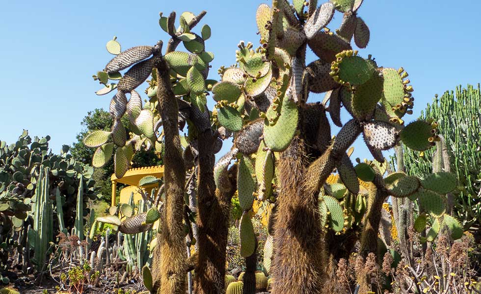 Jardin Botanico Viera y Clavijo, Las Palmas de Gran Canaria